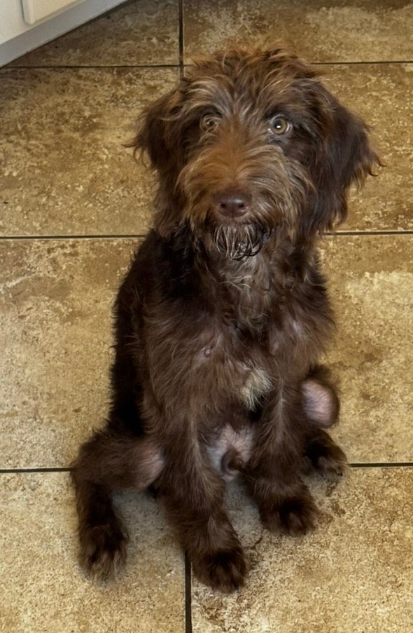 Chewy — the real dog, sitting